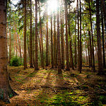 Rövershagen im Wald