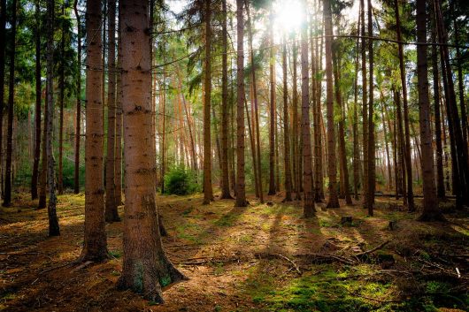 Rövershagen im Wald