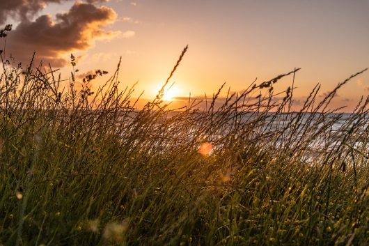 Strandhafer im Sonnenuntergang