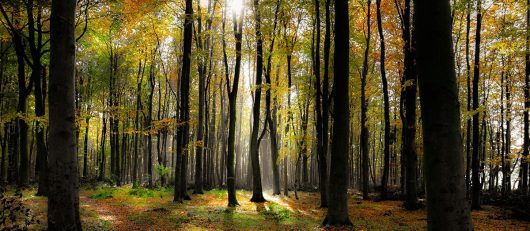 Licht im Buchenwald