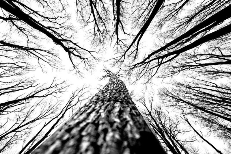 Baumkronen im Gespensterwald