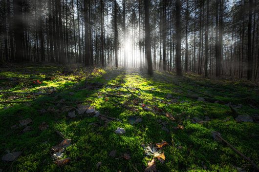 Waldblick Warin