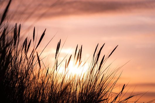 Dünengras am Abend