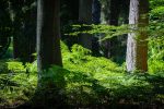 Farn im Wald | Bilder aus dem Wald von Mecklenburg-Vorpommern