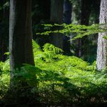 Farn im Wald