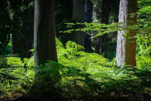 Farn im Wald