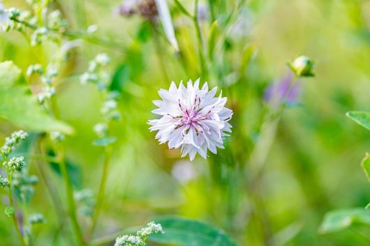 Kornblume zwischen Grün