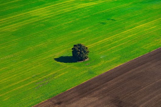 einsamer Baum auf dem Feld