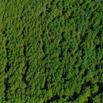 Nadelwald bei Rankwitz