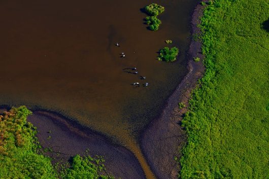 Kraniche im Trebel Moorgebiet