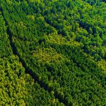 Wald von oben