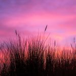 Dünengras im Abendrot