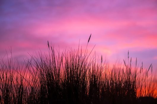 Dünengras im Abendrot