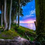 kleiner Wald Heiligendamm